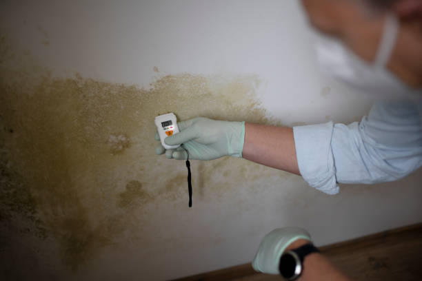 Home Mold Removal in Long Beach, CA