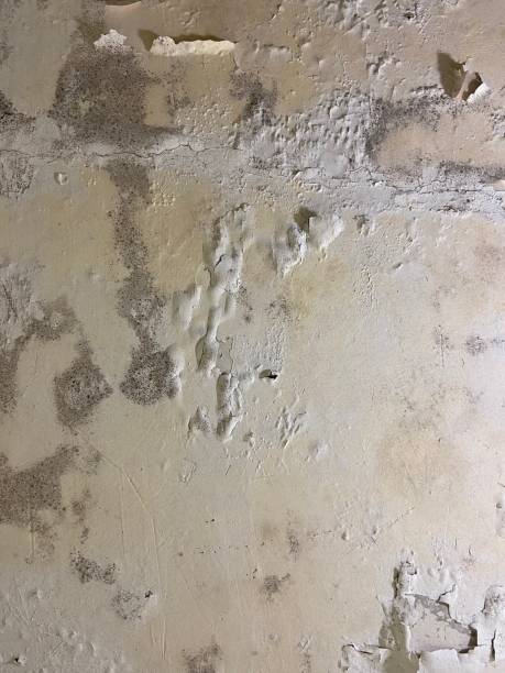 Best Crawl Space Mold Removal  in Long Beach, CA
