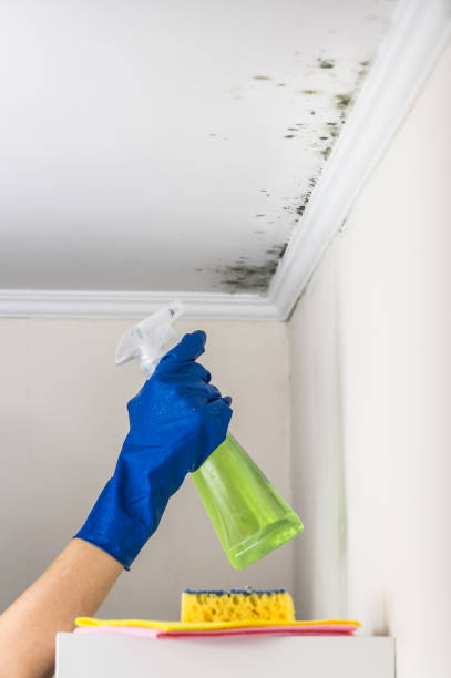 Best Mold Testing  in Long Beach, CA